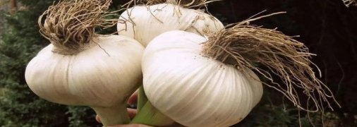 Поради, які стануть в пригоді кожному господарю