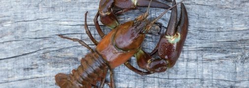 Сигнальний рак має особливі білі плями