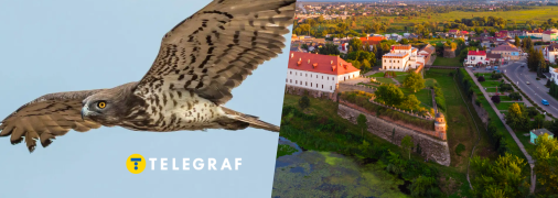 На Рівненщині живе рідкісний птах