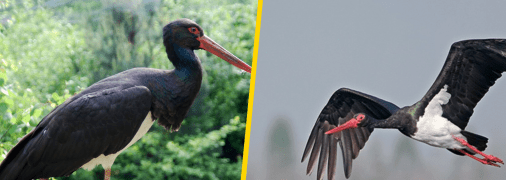 Чорний лелека