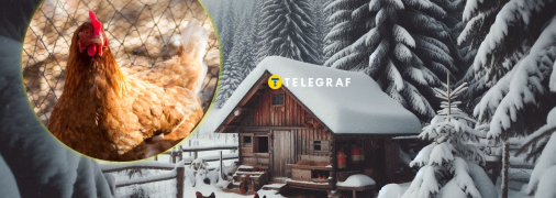 Курятник зимой