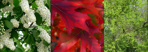 В Украине категорически запрещено сажать 13 видов деревьев