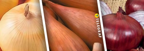 Лук сортов "Буран", "Любчик" и "Заграва"