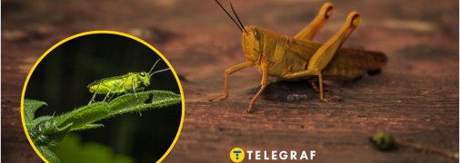 Що їсть сарана