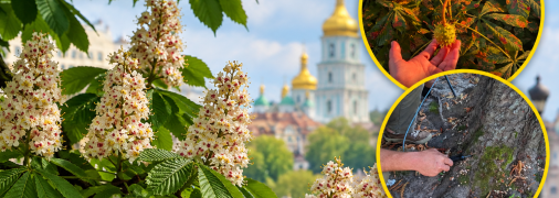 Київські каштани