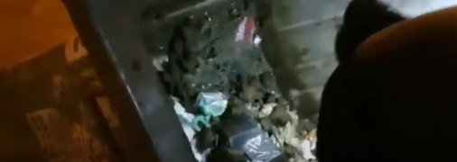 В Запорожье в мусорном баке нашли почти 700 краснокнижных летучих мышей: подробности, фото и видео