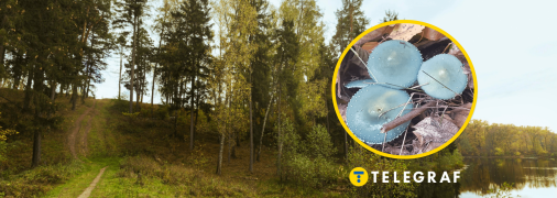 Гриб строфария сине-зеленая