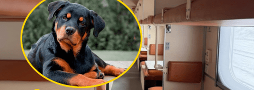 Украинцы придумали услугу для владельцев животных