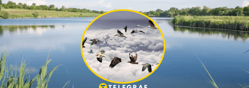 Біля водойм може жити рідкісний птах