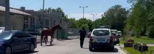 В Харькове сбежала лошадь - полицейские пытаются ее поймать (курьезное видео) 