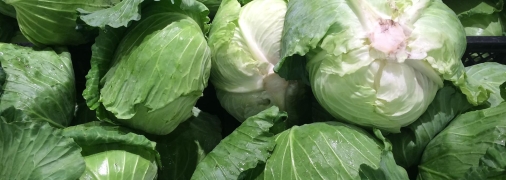 Не пропустите время сбора урожая капусты