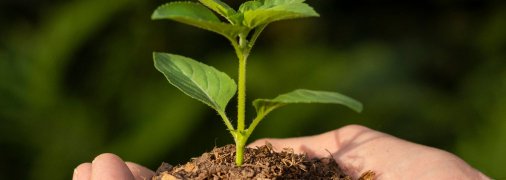 Дерева можуть пошкодити фундамент та комунікації