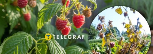 Чому сохнуть кущі малини - причини