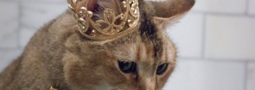 Неделя будет отличной для Овнов, Львов, Дев, Весов и Водолеев