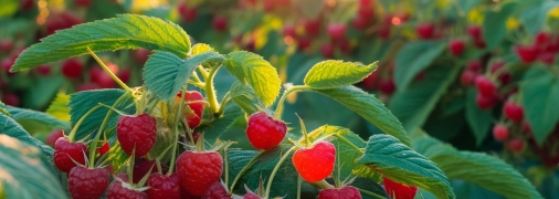 Малину важно правильно подкармливать (изображение создано с помощью ИИ)