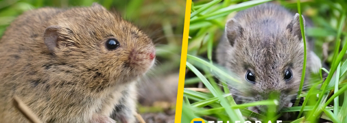 Полівка снігова