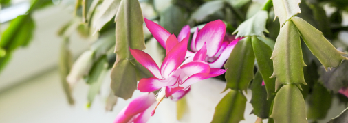 Різдвяний кактус прикрасить будь-який будинок