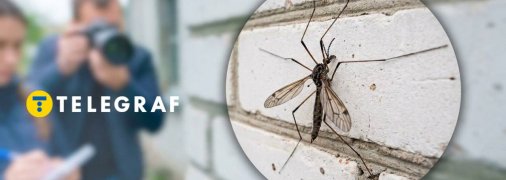 Комар-долгоножка в домах украинцев