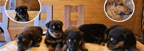 Щенки немецкой овчарки