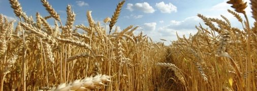 Жарко і практично без опадів: прогноз погоди на вихідні 14-15 серпня