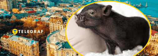 По Одесі на повідці гуляє поросятко