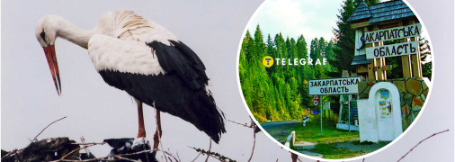 Лелеки на Закарпатті