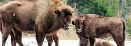 Семья зубров