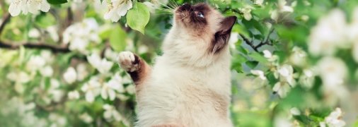 В квітні все розквітає