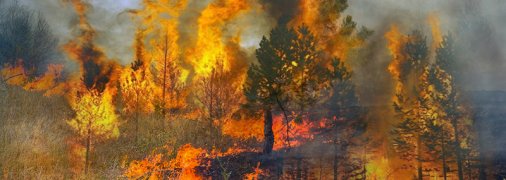 Штрафи до 153 тис. гривень: до яких покарань слід готуватися українцям, що підпалюють траву (інфографіка)