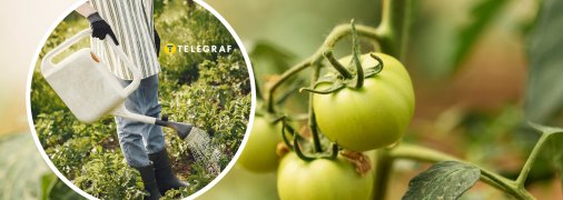 Лайхак для городників, коли обробляти помідори від фітофтори