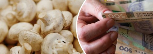 Заробіток на грибах