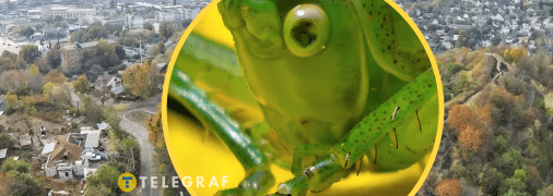 Таку комаху, зазвичай, не побачиш вдома/ Фото коника: animalia.bio