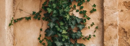 Плющ может угрожать стенам дома (изображение создано с помощью ИИ)