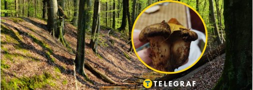 Свинушка тонкая