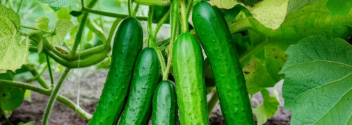 Опадание листьев огурцов – тревожный признак (изображение создано с помощью ИИ)