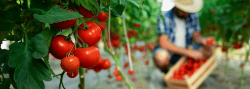 Найкращі рецепти добрив для помідорів