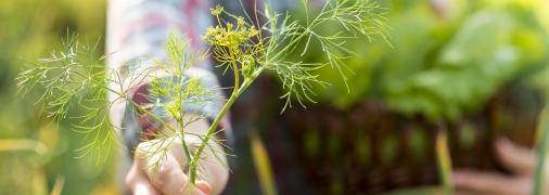 Свіжий кріп виросте весною зеленим, міцним та пишним