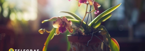 Несколько простых шагов могут оживить орхидею (изображение создано с помощью ИИ)