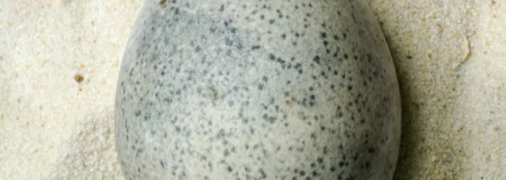 Найстаріше ціле яйце від часів Римської імперії