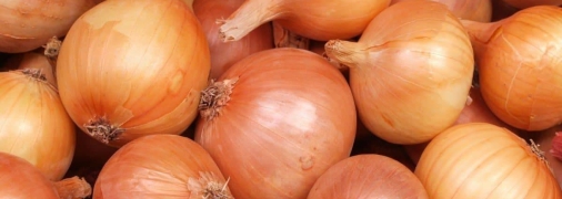Как спасти запасы лука от мошек