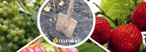 Клубника, малина и виноград - самые ценные ягодные культуры для заработка