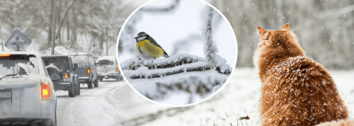 Погода в Украине зимой