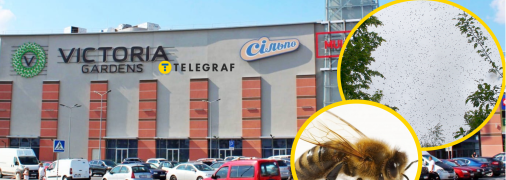 Насекомые могут искать себе жилье
