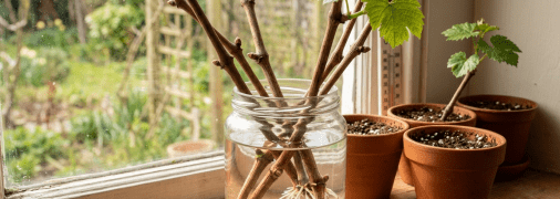 Живці винограду не дають коріння?