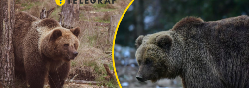 Бурий ведмідь, ілюстративне фото