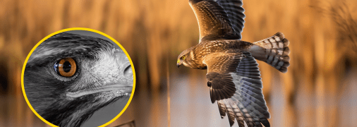 Чому яструби з’являються в містах