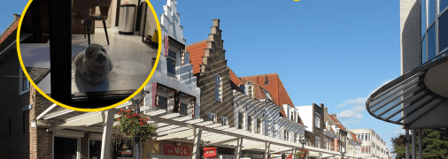 Тюленя нашли в отеле города Влиссинген