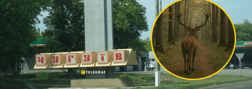 Олень заблукав у центрі Чугуєва