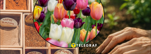 Порошок горчицы поможет вашим тюльпанам