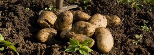 Как ухаживать за землей после уборки картофеля